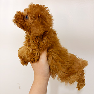 タイニープードルのレッドの男の子｜2025年12月5日生まれ｜No.11086｜画像3枚目