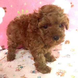 タイニープードルのレッドの男の子｜2025年12月23日生まれ｜No.11098｜画像1枚目