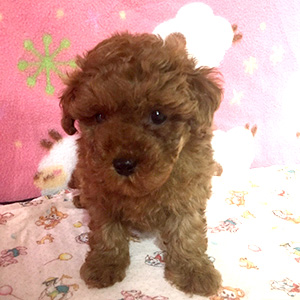 タイニープードルのレッドの男の子｜2025年12月23日生まれ｜No.11098｜画像2枚目