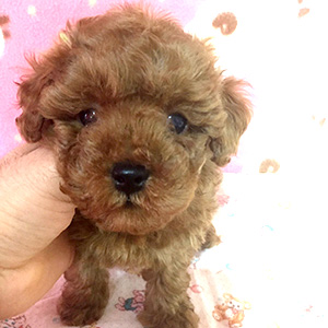 タイニープードルのレッドの男の子｜2025年12月23日生まれ｜No.11098｜画像3枚目