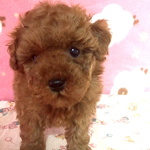 タイニープードルのレッドの男の子｜2025年12月23日生まれ｜No.11098｜画像4枚目