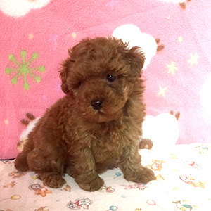 タイニープードルのレッドの男の子｜2025年12月23日生まれ｜No.11098｜画像5枚目