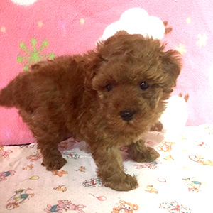 タイニープードルのレッドの男の子｜2025年12月23日生まれ｜No.11098｜画像6枚目