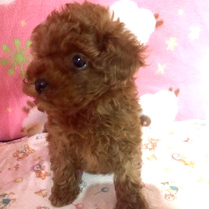 タイニープードルのレッドの男の子｜2025年12月23日生まれ｜No.11099｜画像1枚目