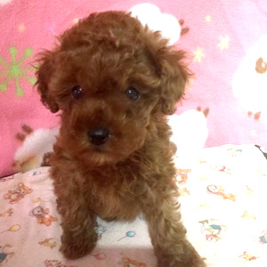 タイニープードルのレッドの男の子｜2025年12月23日生まれ｜No.11099｜画像2枚目