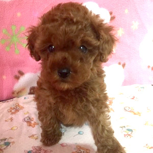 タイニープードルのレッドの男の子｜2025年12月23日生まれ｜No.11099｜画像3枚目