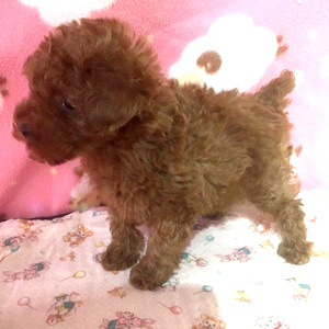 タイニープードルのレッドの男の子｜2025年12月23日生まれ｜No.11099｜画像4枚目