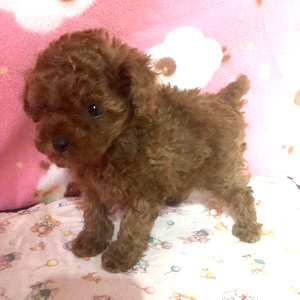 タイニープードルのレッドの男の子｜2025年12月23日生まれ｜No.11099｜画像5枚目