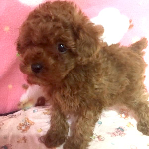 タイニープードルのレッドの男の子｜2025年12月23日生まれ｜No.11099｜画像6枚目