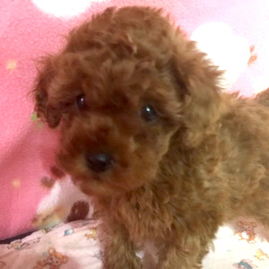 タイニープードルのレッドの男の子｜2025年12月23日生まれ｜No.11099｜画像7枚目