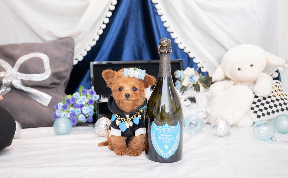 ティーカッププードルのレッドの男の子|2025年12月7日生まれ|No.11089|画像1枚目