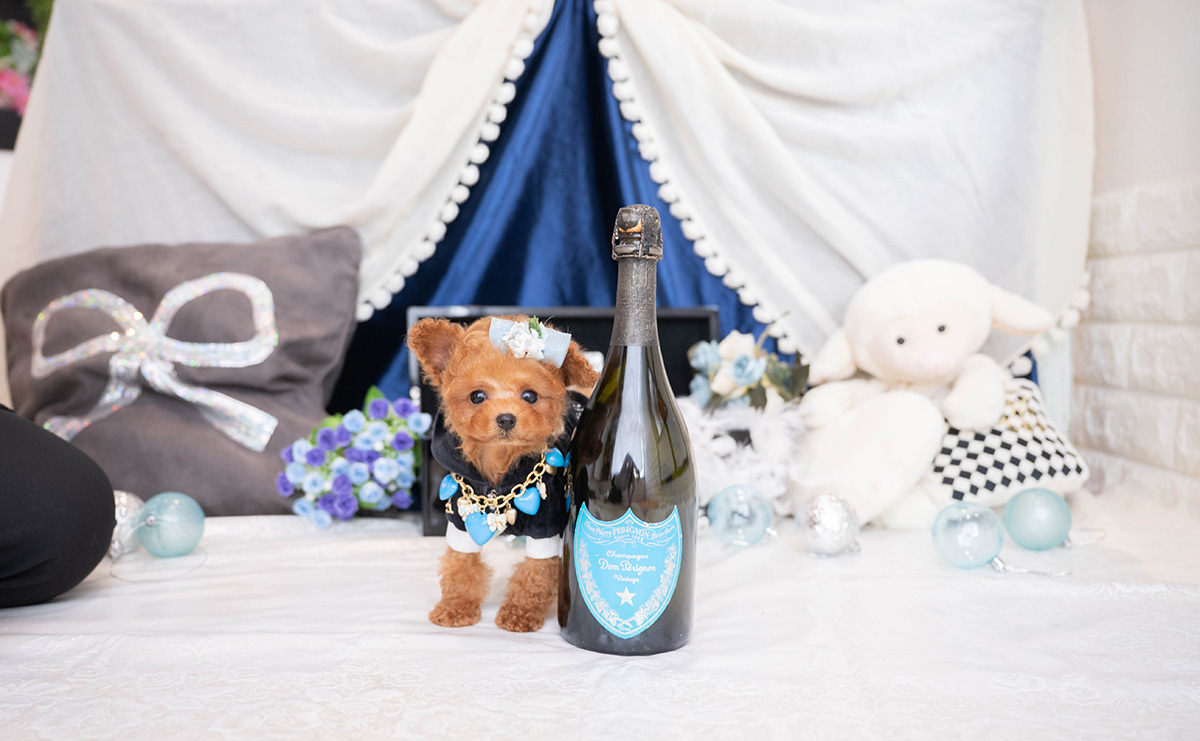 ティーカッププードルのレッドの男の子|2025年12月7日生まれ|No.11089|画像2枚目