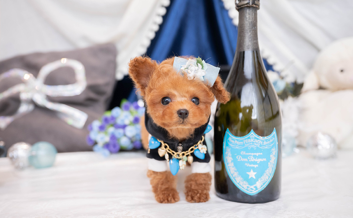 ティーカッププードルのレッドの男の子|2025年12月7日生まれ|No.11089|画像4枚目