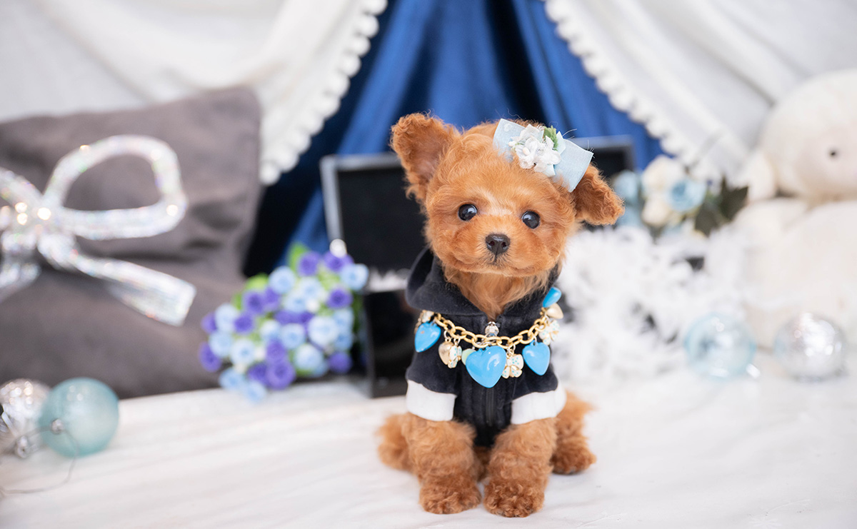 ティーカッププードルのレッドの男の子|2025年12月7日生まれ|No.11089|画像0枚目