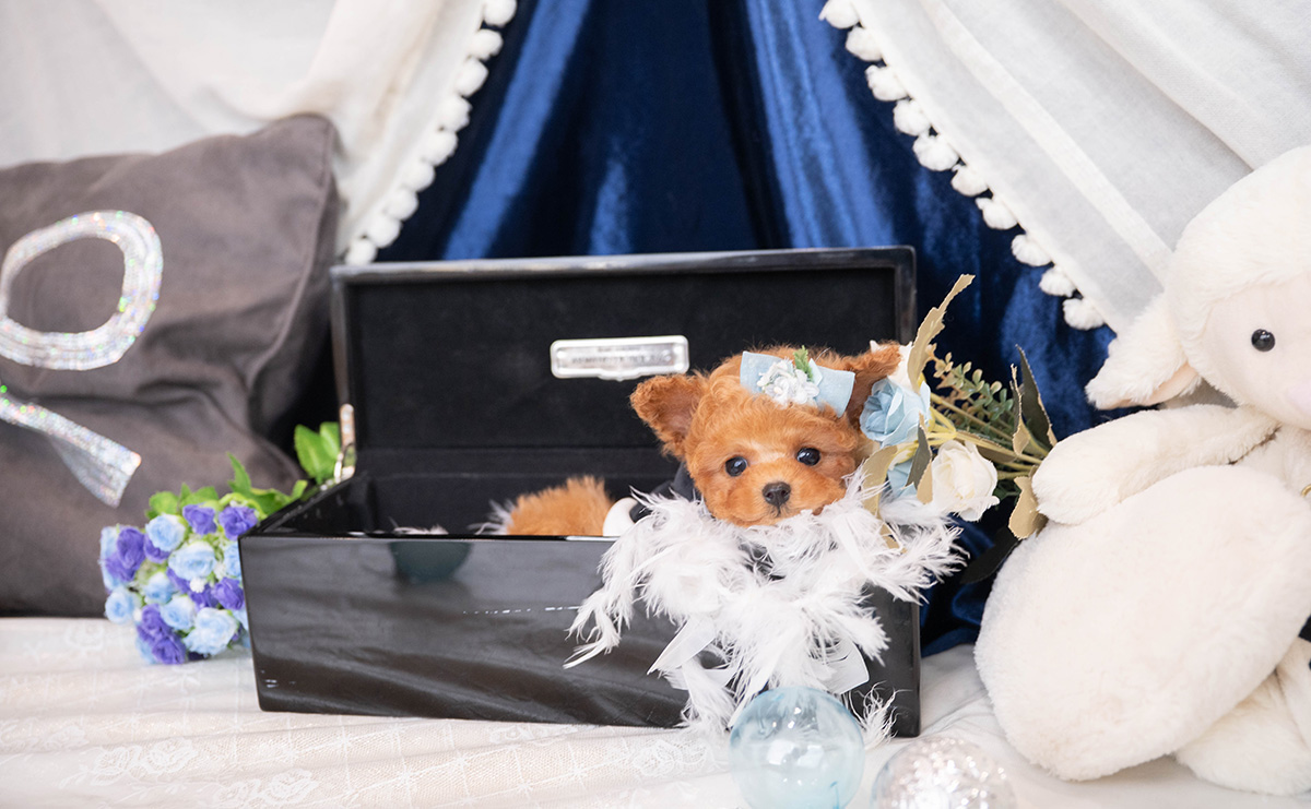 ティーカッププードルのレッドの男の子|2025年12月7日生まれ|No.11089|画像5枚目