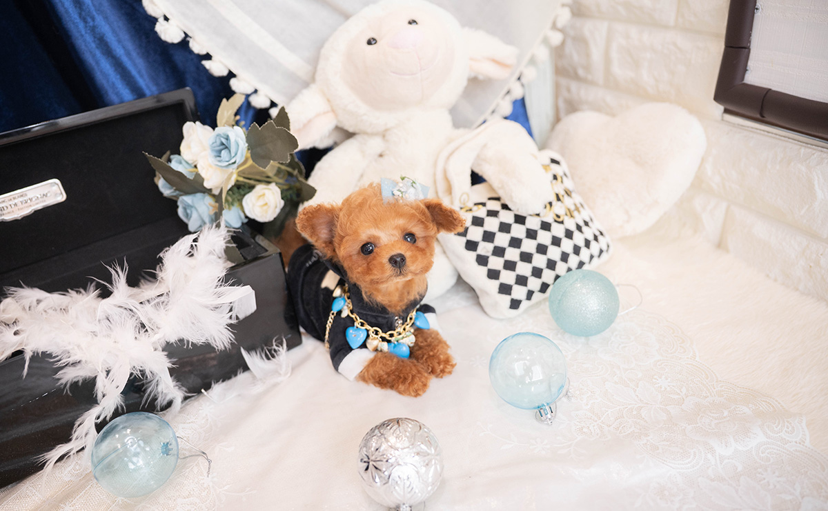 ティーカッププードルのレッドの男の子｜2025年12月7日生まれ｜No.11089｜画像6枚目