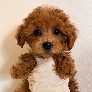 トイプードルのレッドの女の子|2025年12月13日生まれ|No.11090|画像1枚目