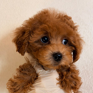 トイプードルのレッドの女の子|2025年12月13日生まれ|No.11090|画像2枚目