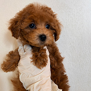 トイプードルのレッドの女の子|2025年12月13日生まれ|No.11090|画像3枚目