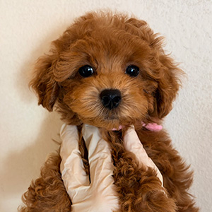 トイプードルのレッドの女の子|2025年12月13日生まれ|No.11090|画像4枚目