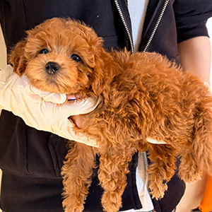 トイプードルのレッドの女の子|2025年12月13日生まれ|No.11090|画像5枚目