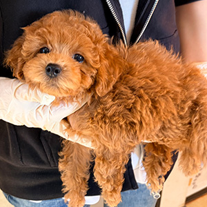 トイプードルのレッドの女の子｜2025年12月13日生まれ｜No.11090｜画像6枚目