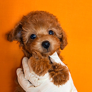 タイニープードルのレッドの女の子｜2025年12月13日生まれ｜No.11091｜画像0枚目