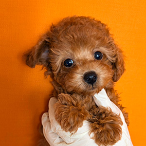 タイニープードルのレッドの女の子｜2025年12月13日生まれ｜No.11091｜画像1枚目