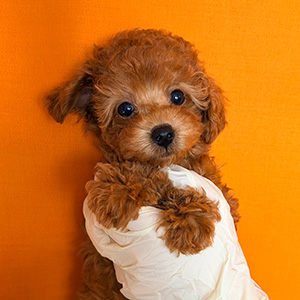 タイニープードルのレッドの女の子｜2025年12月13日生まれ｜No.11091｜画像2枚目