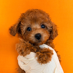 タイニープードルのレッドの女の子｜2025年12月13日生まれ｜No.11091｜画像3枚目