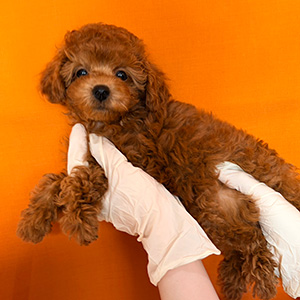 タイニープードルのレッドの女の子｜2025年12月13日生まれ｜No.11091｜画像4枚目