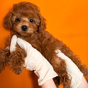 タイニープードルのレッドの女の子｜2025年12月13日生まれ｜No.11091｜画像6枚目