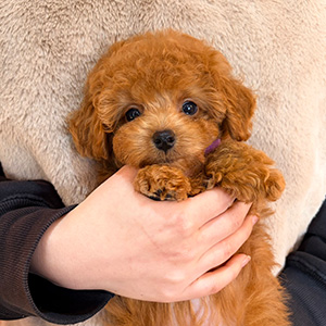 タイニープードルのレッドの女の子|2025年12月13日生まれ|No.11092|画像3枚目