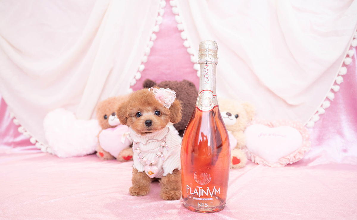 タイニープードルのレッドの女の子｜2025年12月10日生まれ｜No.11094｜画像2枚目