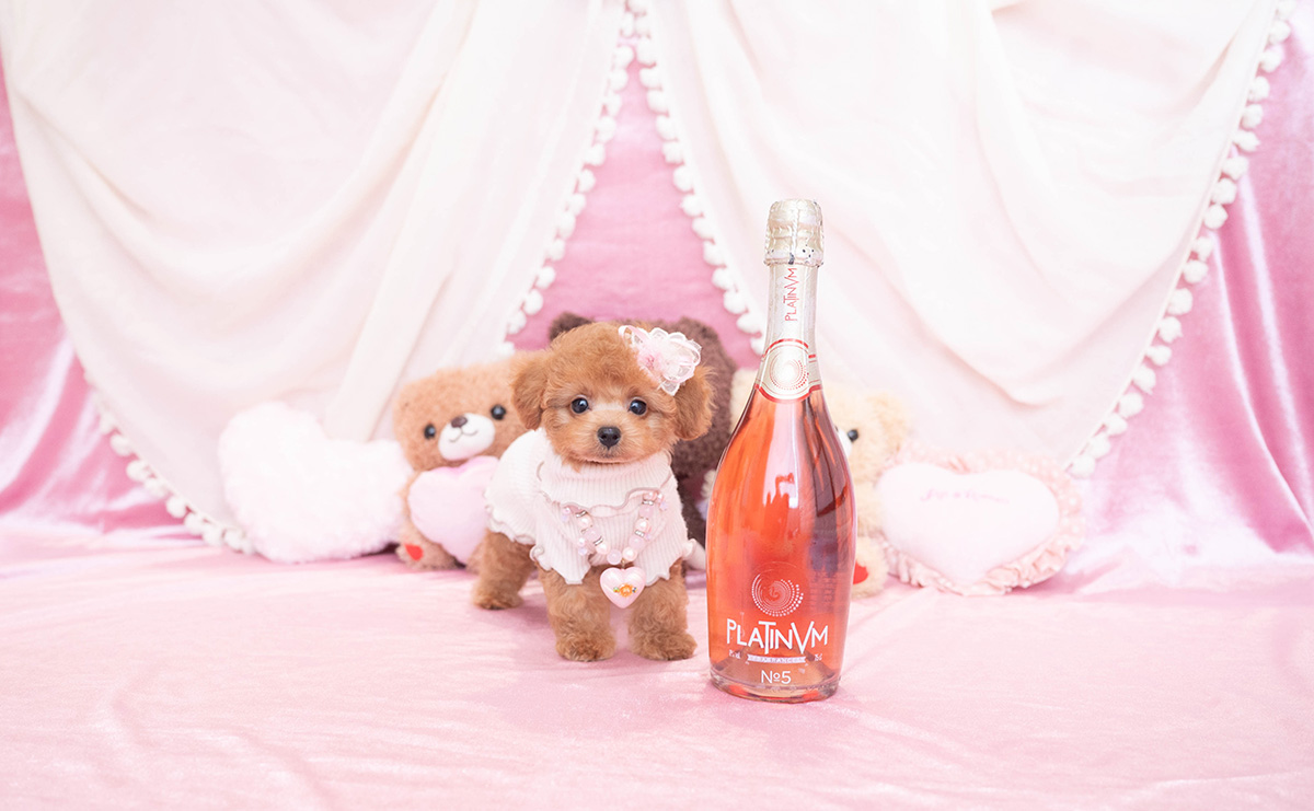 タイニープードルのレッドの女の子｜2025年12月10日生まれ｜No.11094｜画像3枚目