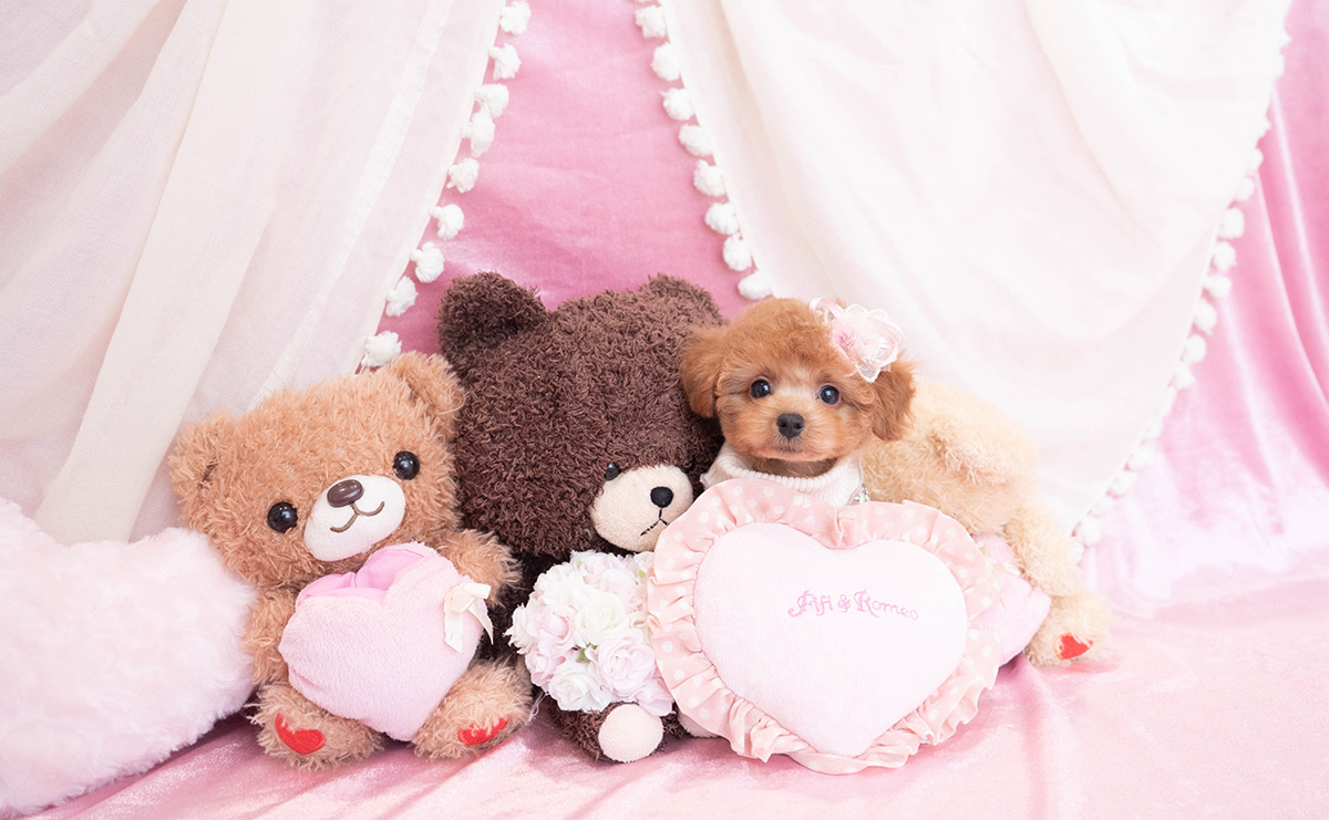 タイニープードルのレッドの女の子｜2025年12月10日生まれ｜No.11094｜画像0枚目