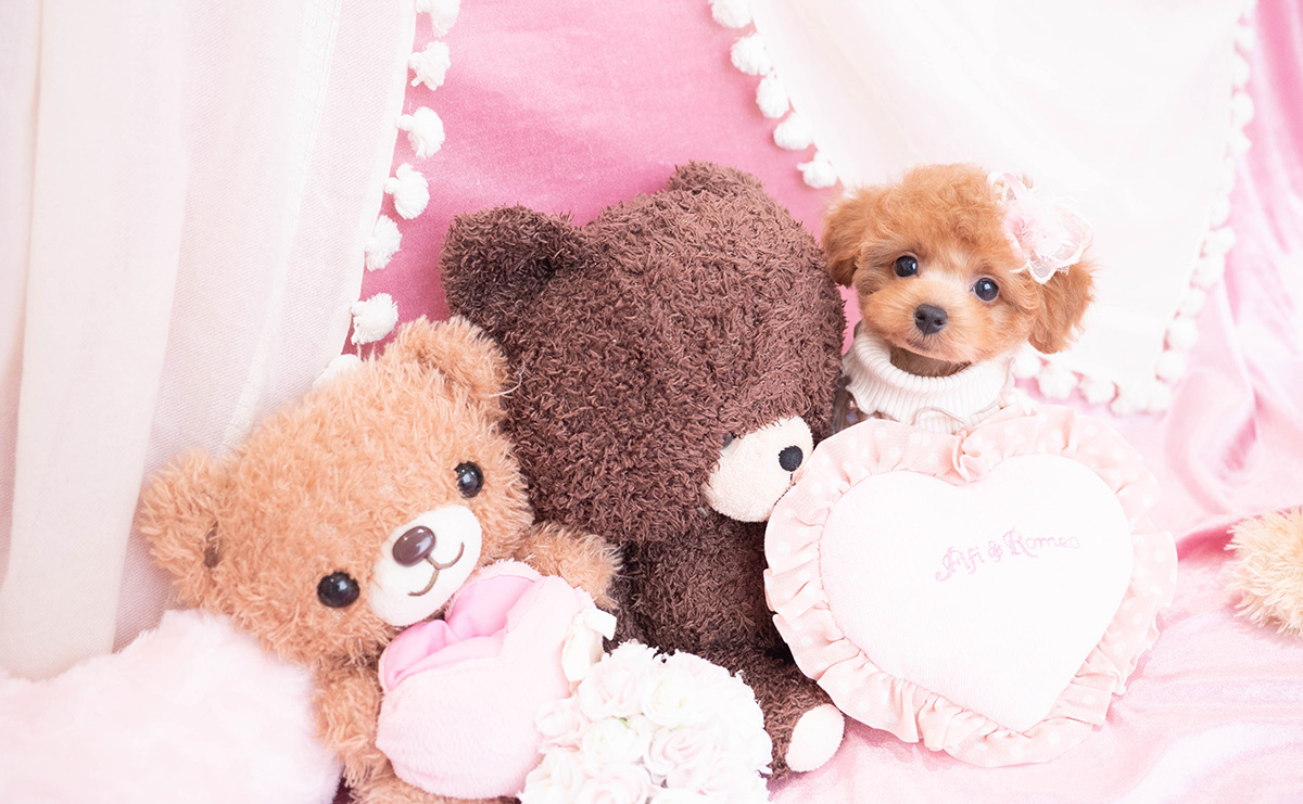 タイニープードルのレッドの女の子｜2025年12月10日生まれ｜No.11094｜画像5枚目