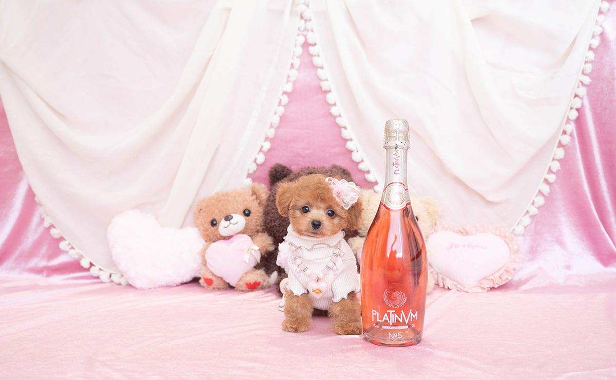 タイニープードルのレッドの女の子｜2025年12月10日生まれ｜No.11094｜画像1枚目