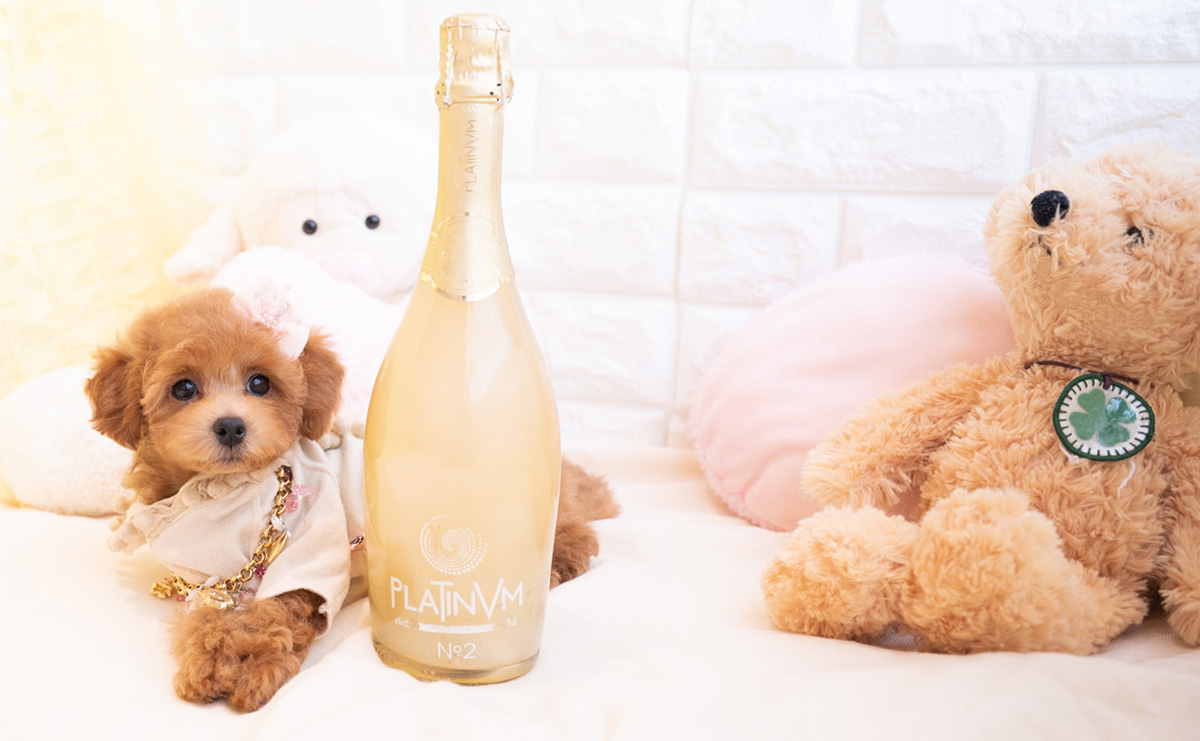 トイプードルのレッドの女の子｜2025年12月10日生まれ｜No.11101｜トイ