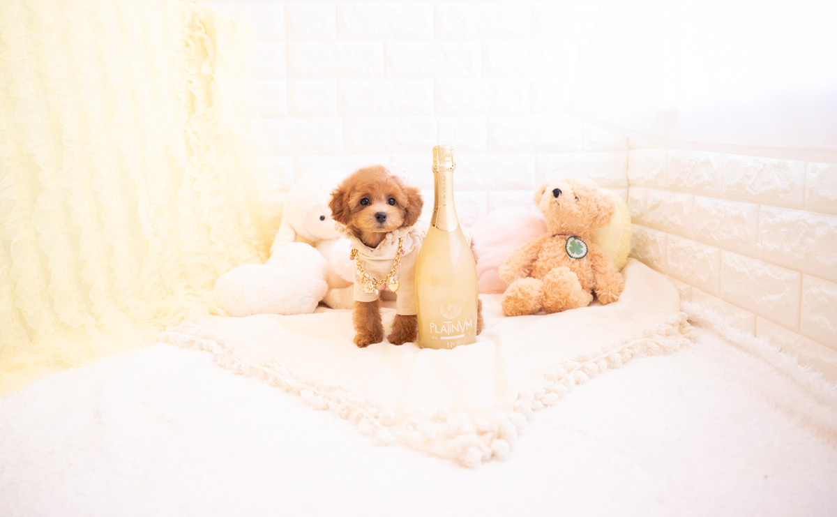 トイプードルのレッドの女の子｜2025年12月10日生まれ｜No.11101｜トイ