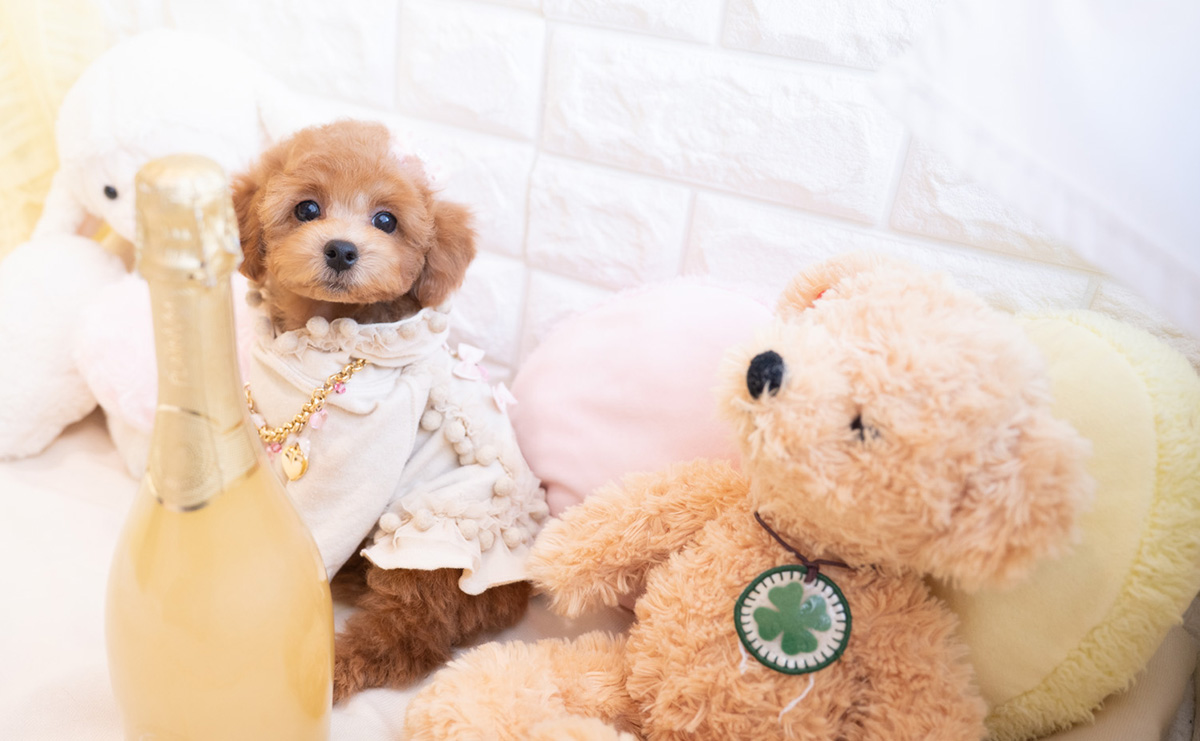 トイプードルのレッドの女の子｜2025年12月10日生まれ｜No.11101｜トイ