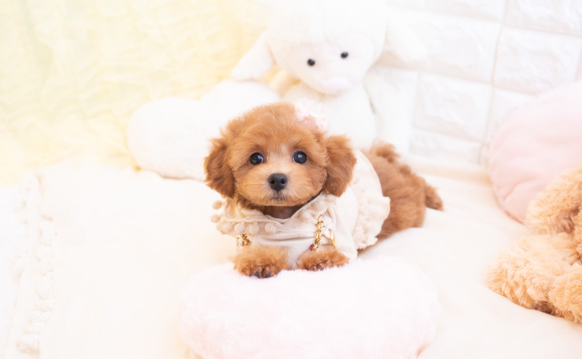 トイプードルのレッドの女の子｜2025年12月10日生まれ｜No.11101｜トイ