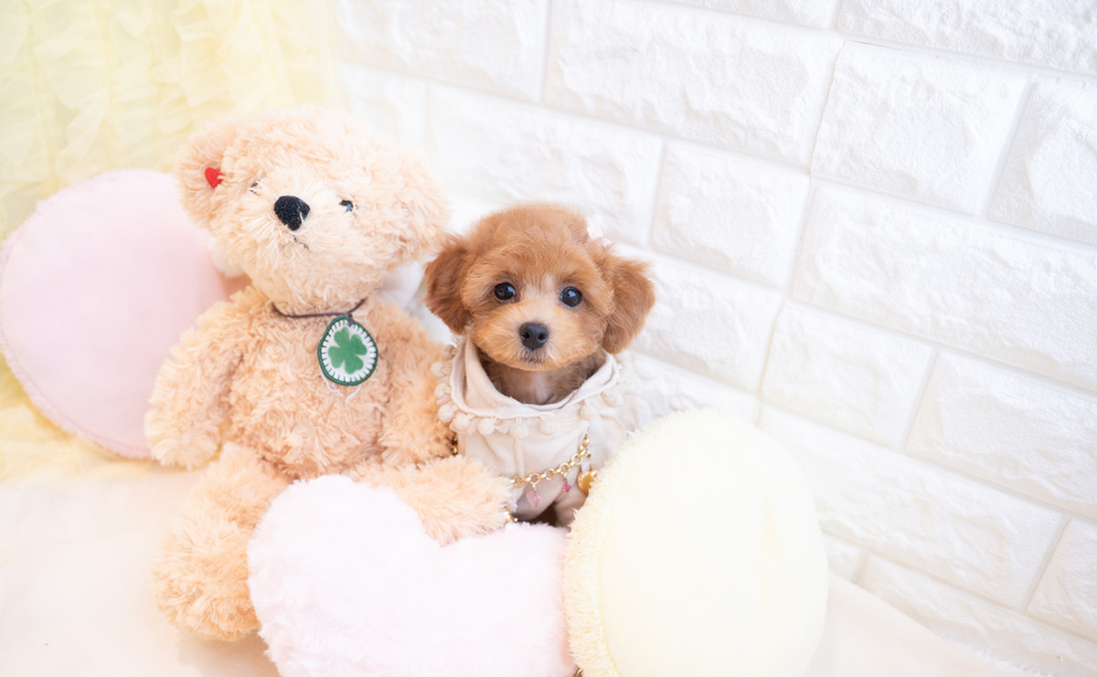 トイプードルのレッドの女の子｜2025年12月10日生まれ｜No.11101｜トイ