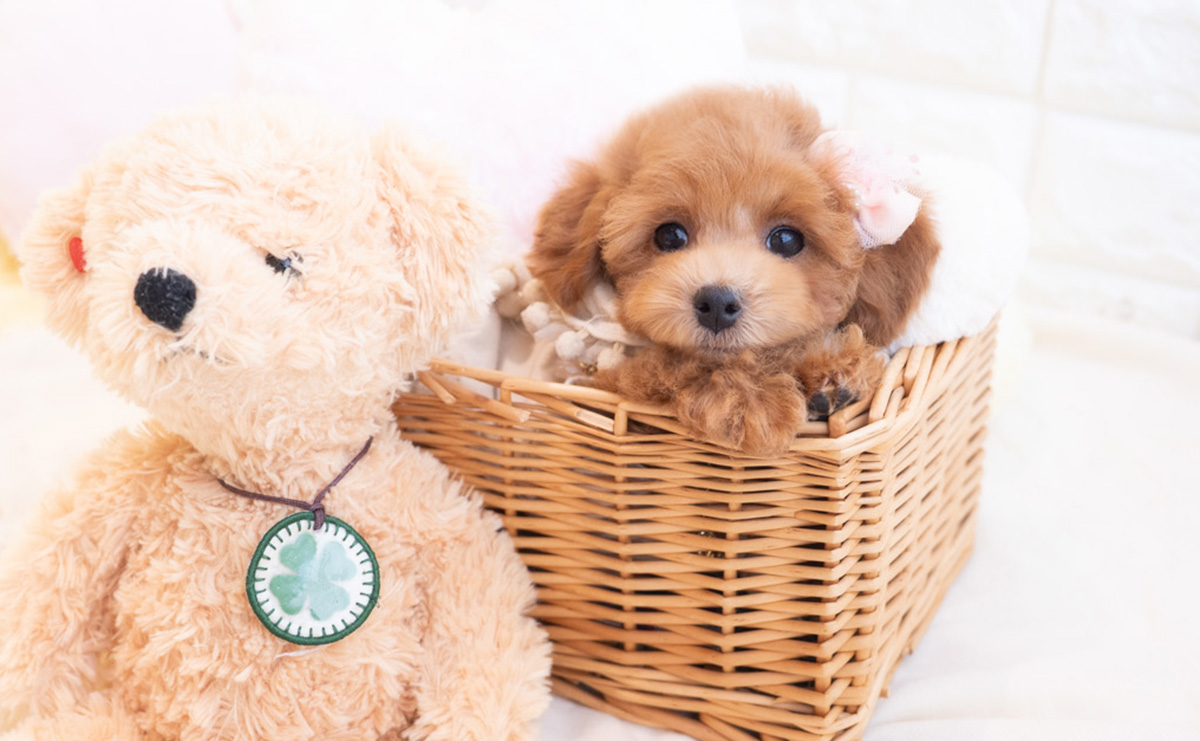 トイプードルのレッドの女の子｜2025年12月10日生まれ｜No.11101｜トイ