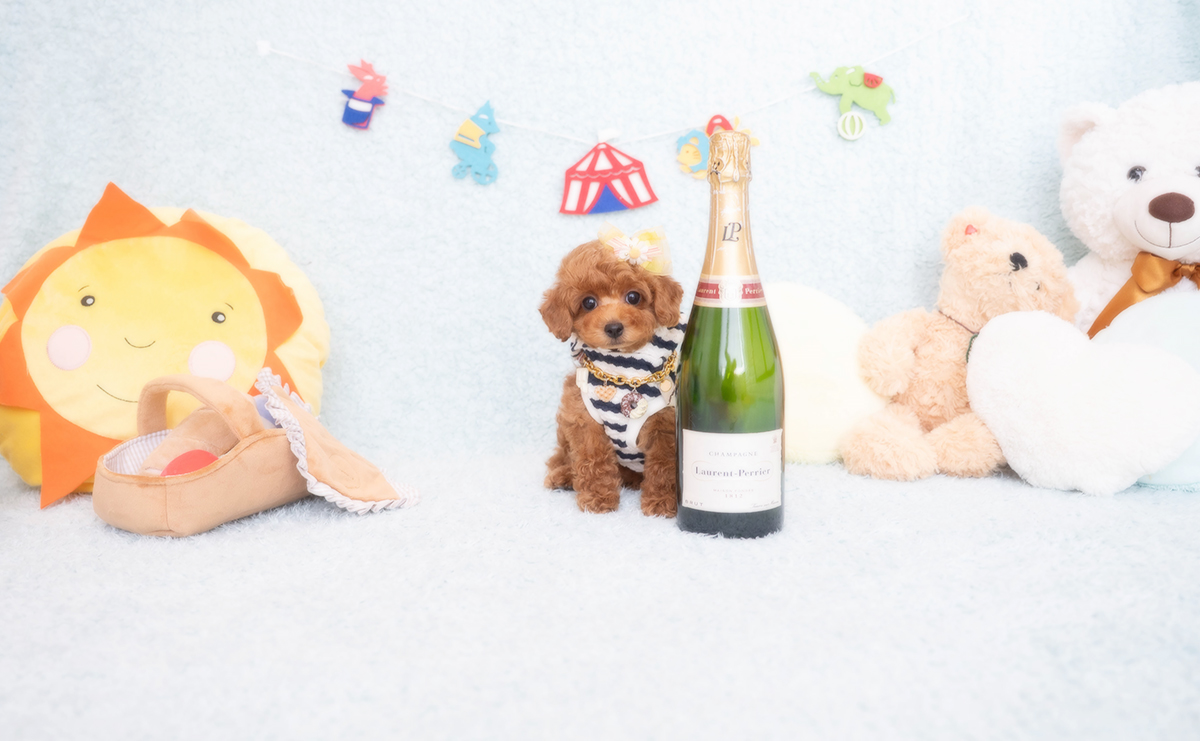 タイニープードルのレッドの男の子｜2025年12月16日生まれ｜No.11104｜画像2枚目