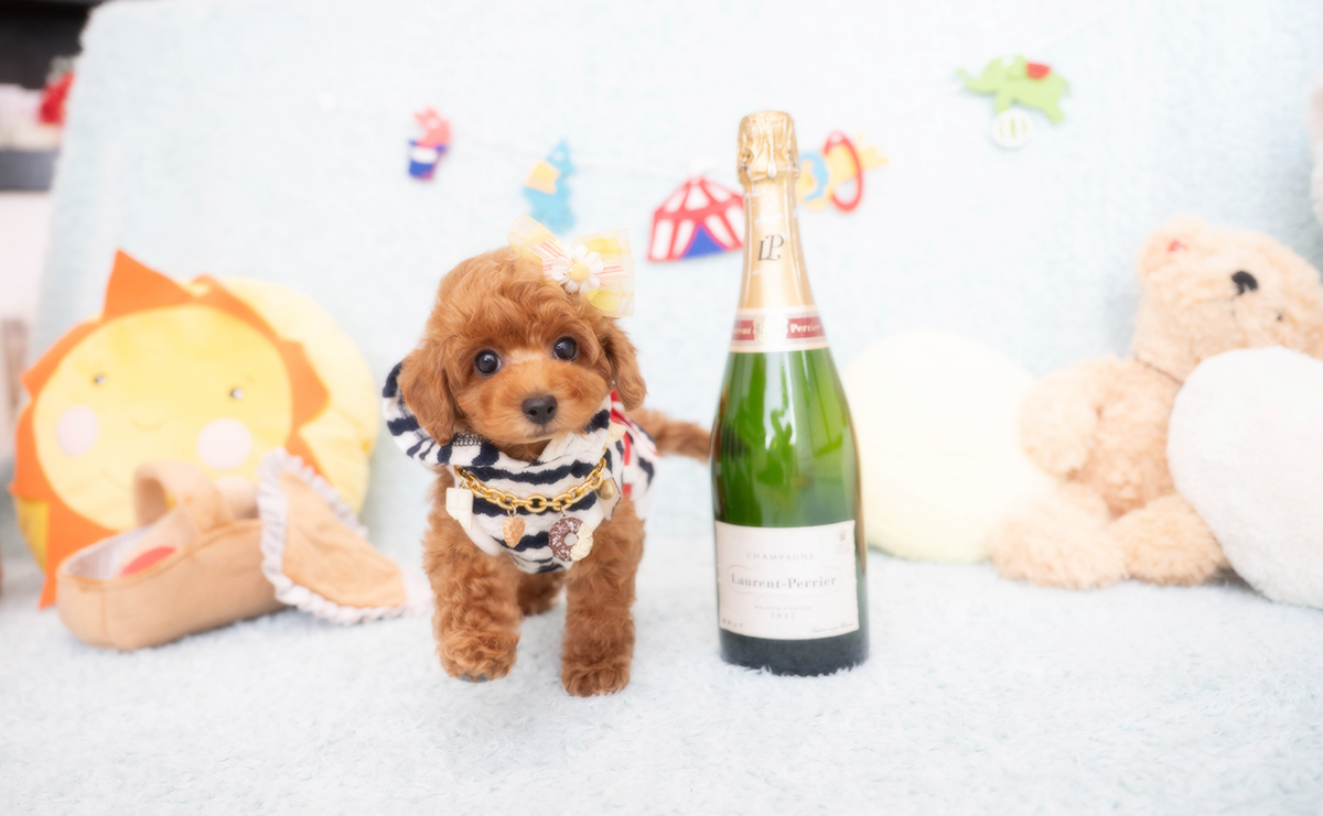 タイニープードルのレッドの男の子｜2025年12月16日生まれ｜No.11104｜画像1枚目