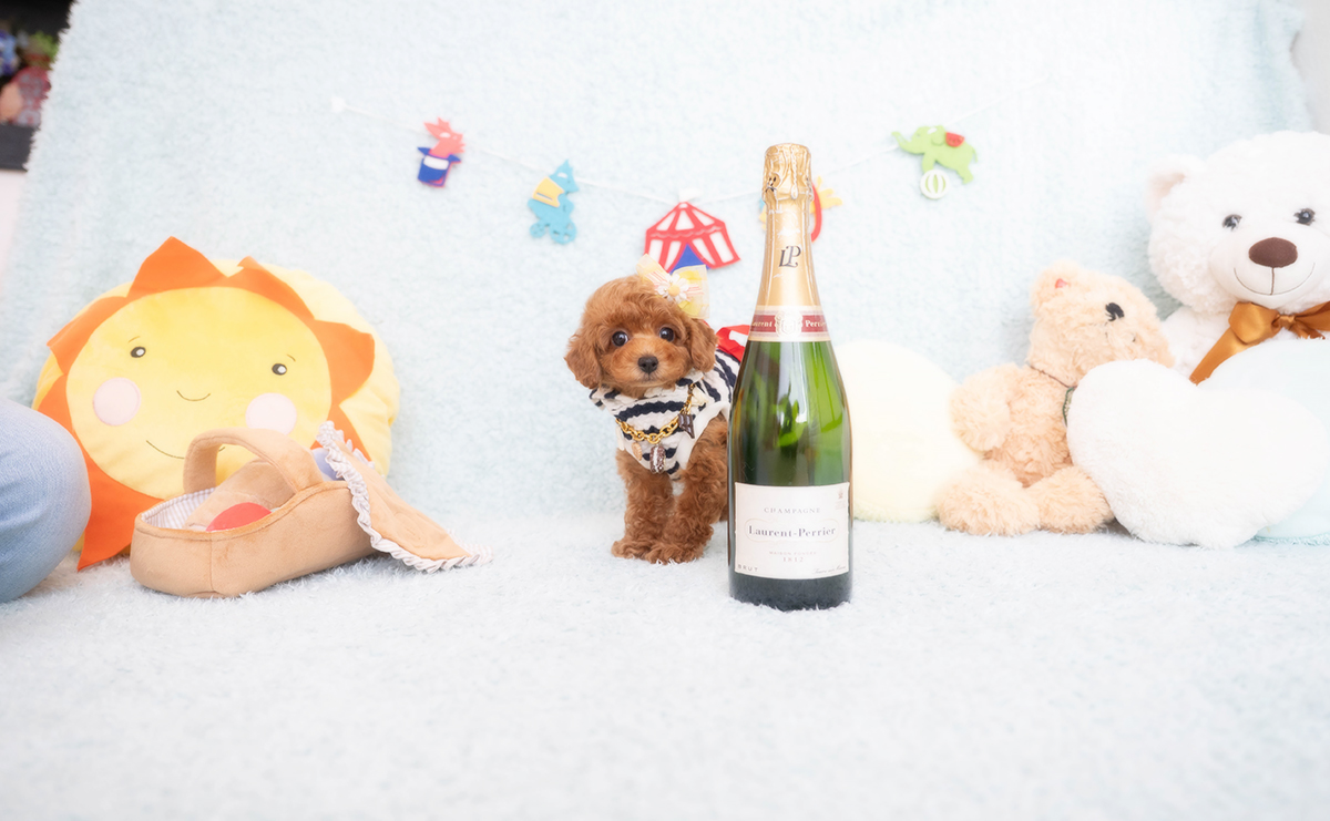 タイニープードルのレッドの男の子｜2025年12月16日生まれ｜No.11104｜画像3枚目