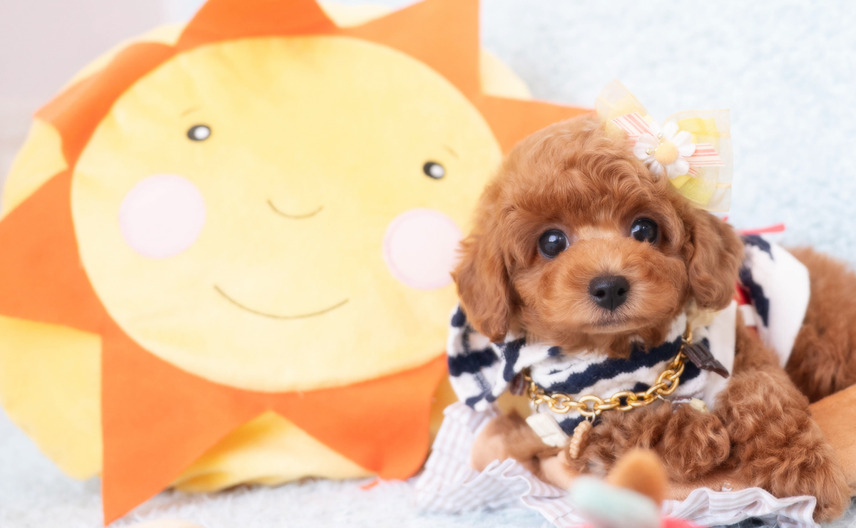 タイニープードルのレッドの男の子｜2025年12月16日生まれ｜No.11104｜画像5枚目