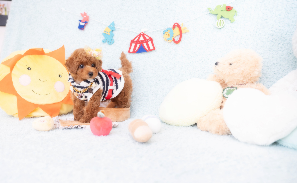 タイニープードルのレッドの男の子｜2025年12月16日生まれ｜No.11104｜画像4枚目