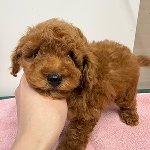 トイプードルのレッドの男の子|2025年12月9日生まれ|No.11102|画像0枚目